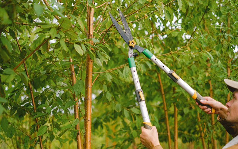 Tree trimming in Granite Falls, NC